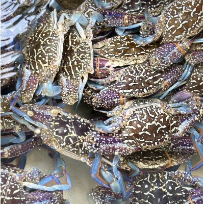 【浜名湖産】渡り蟹(ガザミ)の沖漬け　小サイズ2杯入り約200g×4パック
