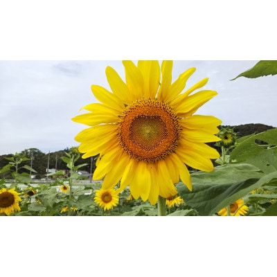 日本一前向きな「前向花畑」のオーナー(ひまわり)