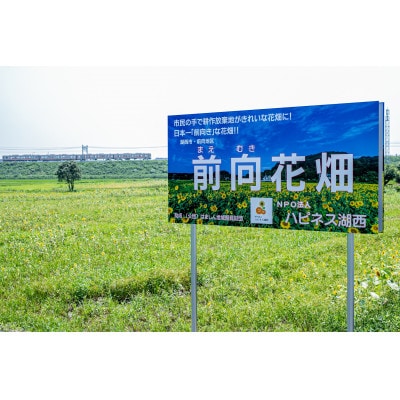 日本一前向きな「前向花畑」のオーナー(ひまわり)