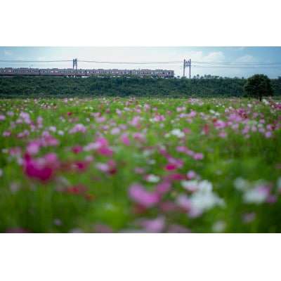 日本一前向きな「前向花畑」のオーナー(コスモス)