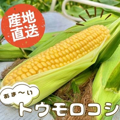 【朝採り】あま～いトウモロコシ 10本