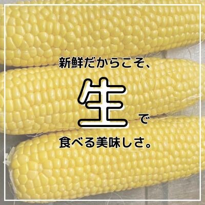 【朝採り】あま～いトウモロコシ 10本