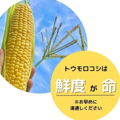 【朝採り】あま～いトウモロコシ 10本