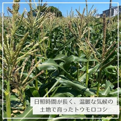 【朝採り】あま～いトウモロコシ 10本