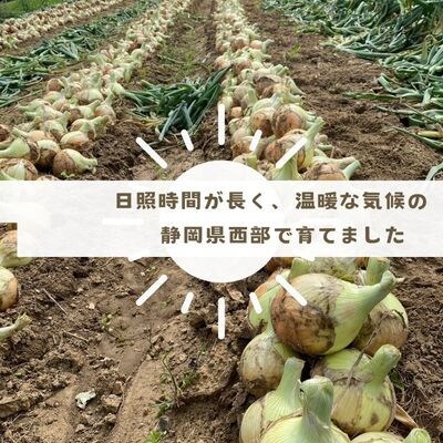 シャキシャキ玉ねぎ 10kg