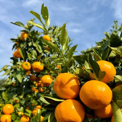 【旨味にこだわり】里見農園のみかん Lサイズ 3kg