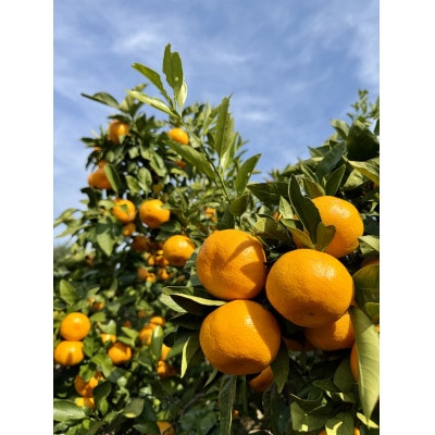 【旨味にこだわり】里見農園のみかん Lサイズ 5kg