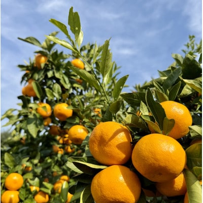 【旨味にこだわり】里見農園のみかん Lサイズ 5kg