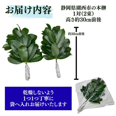 静岡県産湖西市　出世榊　本榊　純国産　さかき1対(2束)※1日交換に間に合うように配送