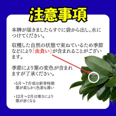 静岡県産湖西市　出世榊　本榊　純国産　さかき1対(2束)※1日交換に間に合うように配送