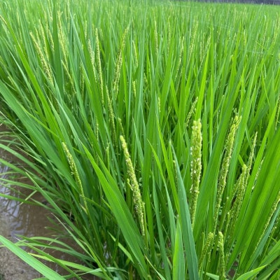 【2ヵ月毎定期便】静岡県湖西市産　こしひかり10kg全3回