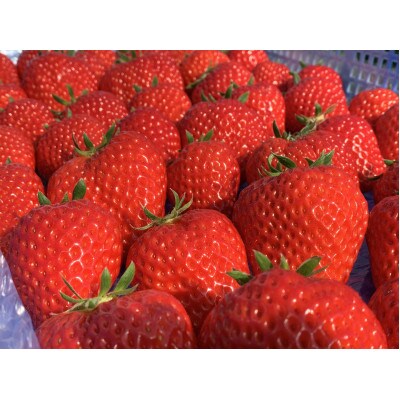 ★食べ頃 大粒★きらぴ香&紅ほっぺ 詰め合わせ(2パック)