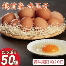 越前産 赤玉子 50個(45個+割れ補償5個入り)