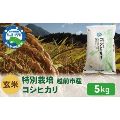 【先行受付】令和8年産 特別栽培 コシヒカリ　玄米　5kg