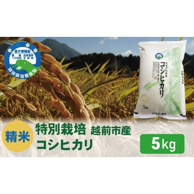 【先行受付】令和8年産 特別栽培 コシヒカリ　5kg