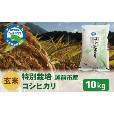 【先行受付】令和8年産 特別栽培 コシヒカリ　玄米　10kg