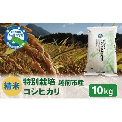 【先行受付】令和8年産 特別栽培 コシヒカリ　10kg