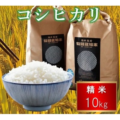 令和7年度 特別栽培米 コシヒカリ　10kg