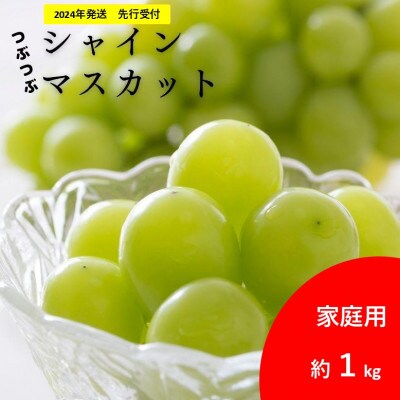 2024年9月より順次発送予定　先行受付【訳あり】粒粒シャインマスカット約1kg