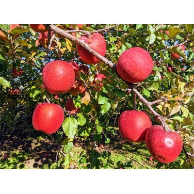 上品な味わい【果汁100%　りんごジュース6本入り】　サンふじ