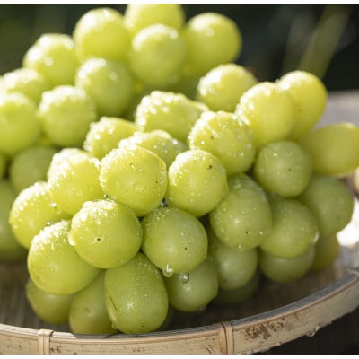 【数量限定】塩尻市産シャインマスカット約1kg 2026年9月下旬より順次発送予定