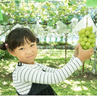 【数量限定】塩尻市産シャインマスカット約1kg 2026年9月下旬より順次発送予定