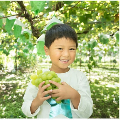 【数量限定】塩尻市産シャインマスカット約1.2kg 2026年9月下旬より順次発送予定