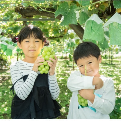 【数量限定】塩尻市産シャインマスカット約1.2kg 2026年9月下旬より順次発送予定