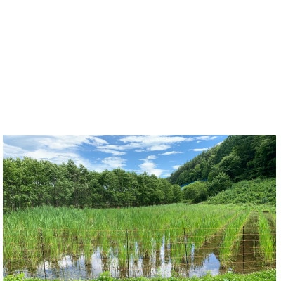 栽培期間中農薬不使用・化学肥料不使用のマコモダケ1kg