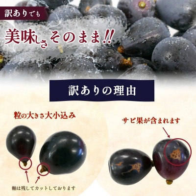 【長野県産・訳あり品】ナガノパープル(粒パック)500g