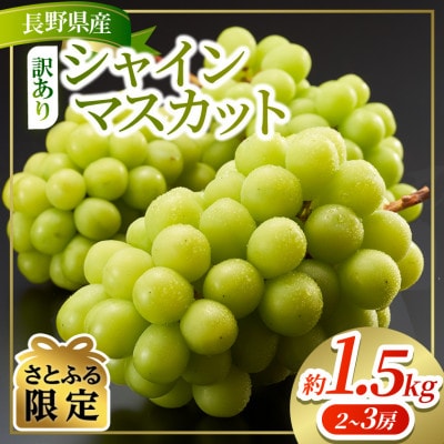 約1.5kg!!訳あり シャインマスカット (2～3房) 長野県産 令和8年発送【さとふる限定】 | ふるさと納税のお礼品