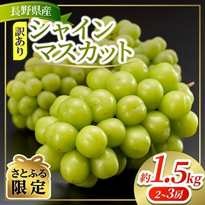 約1.5kg!!訳あり シャインマスカット (2～3房) 長野県産 2026年発送【さとふる限定】