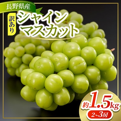 約1.5kg!! 訳あり シャインマスカット (2〜3房) 長野県産 2026年新登場!