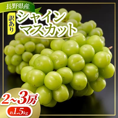 約1.5kg!! 訳あり シャインマスカット (2〜3房) 長野県産 2026年新登場!