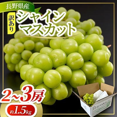 約1.5kg!! 訳あり シャインマスカット (2～3房) 長野県産 2026年新登場!