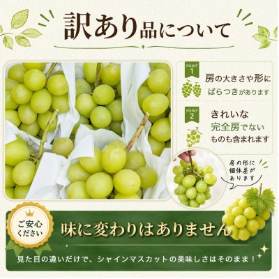 約1.5kg!!訳あり シャインマスカット (2～3房) 長野県産 令和8年発送【さとふる限定】