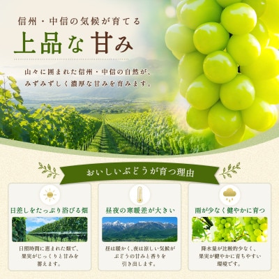 約1.5kg!!訳あり シャインマスカット (2～3房) 長野県産 令和8年発送【さとふる限定】