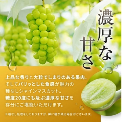 贈答用 信州塩尻市産葡萄【詰合せ3房】【シャインマスカット、ナガノパープル、クイーンルージュ(R)】
