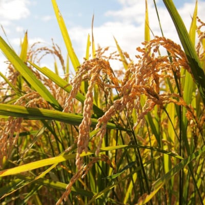 【先行受付】令和8年産　水野農園のコシヒカリ　精米5kg(5kg×1袋)