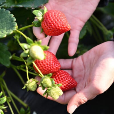 「埼玉農業大賞特別賞」を受賞! 完熟朝摘み苺 あまりん　250g×2パック