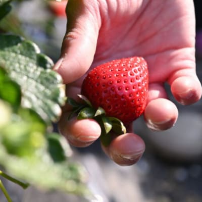 「埼玉農業大賞特別賞」を受賞! 完熟朝摘み苺 あまりん　250g×2パック