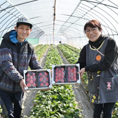 「埼玉農業大賞特別賞」を受賞! 完熟朝摘み苺 あまりん　250g×2パック