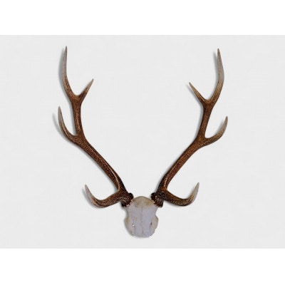 天然鹿角オブジェ(約70cm・約2kg)
