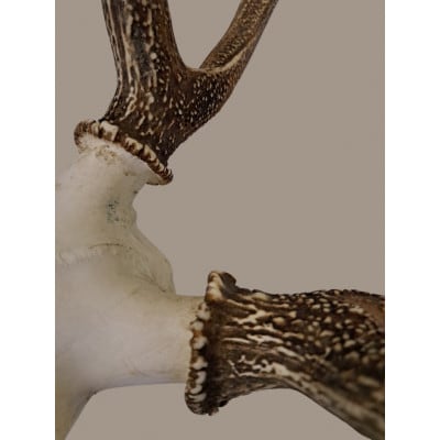 天然鹿角オブジェ(約70cm・約2kg)