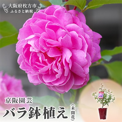 「京阪園芸」のバラの鉢植え(未開花)