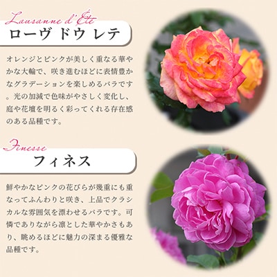 「京阪園芸」のバラの鉢植え(未開花)