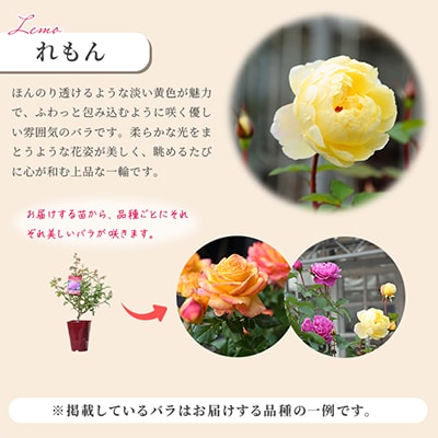 「京阪園芸」のバラの鉢植え(未開花)