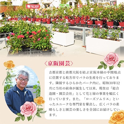 「京阪園芸」のバラの鉢植え(未開花)