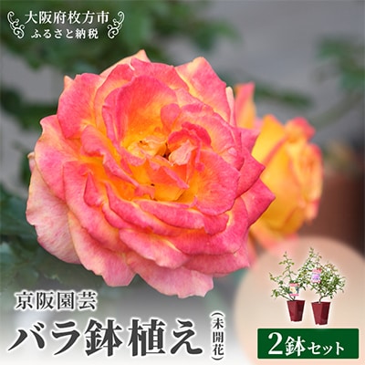 京阪園芸 バラ 鉢植え (未開花) 2鉢セット