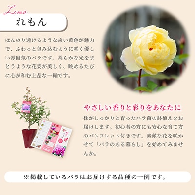 京阪園芸 バラ 鉢植え (未開花) 2鉢セット